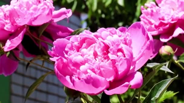 Bellissimo Fiore Del Giardino Peonia Rossa Come Decorazione Del Parco — Video Stock