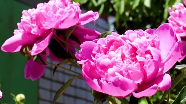 Красива Садова Квітка Червона Півонія Прикраса Парку — стокове відео