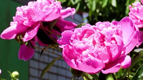 สวนท สวยงาม ดอกไม แดงดอกโบต นเป นสวนตกแต — วีดีโอสต็อก