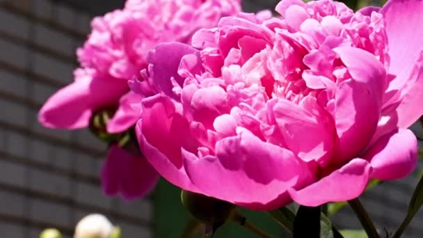 สวนท สวยงาม ดอกไม แดงดอกโบต นเป นสวนตกแต — วีดีโอสต็อก