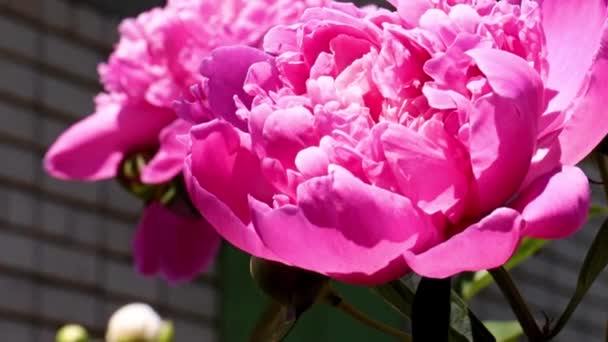 Красива Садова Квітка Червона Півонія Прикраса Парку — стокове відео