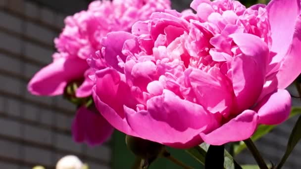 Hermosa Flor Jardín Peonía Roja Como Decoración Del Parque — Vídeos de Stock