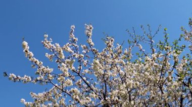 Bir bahar elma ağacının dallarındaki güzel çiçekler mavi gökyüzüne karşı