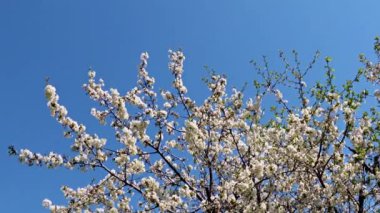 Bir bahar elma ağacının dallarındaki güzel çiçekler mavi gökyüzüne karşı