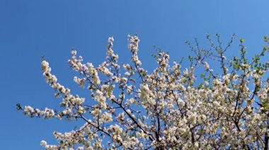 Bir bahar elma ağacının dallarındaki güzel çiçekler mavi gökyüzüne karşı