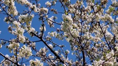 Bir bahar elma ağacının dallarındaki güzel çiçekler mavi gökyüzüne karşı