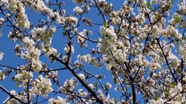 Bir bahar elma ağacının dallarındaki güzel çiçekler mavi gökyüzüne karşı