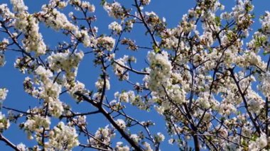 Bir bahar elma ağacının dallarındaki güzel çiçekler mavi gökyüzüne karşı