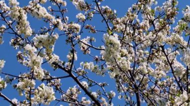 Bir bahar elma ağacının dallarındaki güzel çiçekler mavi gökyüzüne karşı
