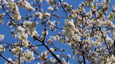 Bir bahar elma ağacının dallarındaki güzel çiçekler mavi gökyüzüne karşı