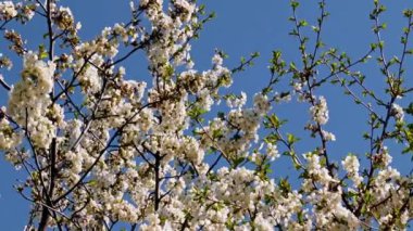 Bir bahar elma ağacının dallarındaki güzel çiçekler mavi gökyüzüne karşı