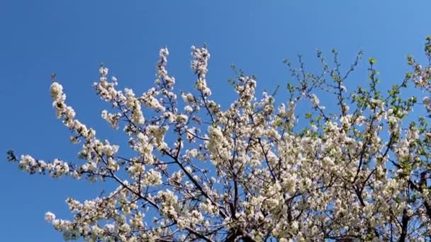 Belles Fleurs Sur Les Branches Pommier Printanier Contre Ciel Bleu — Video
