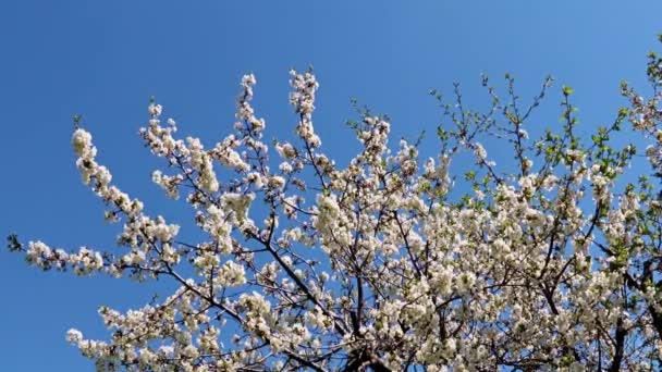 Красиві Квіти Гілках Весняної Яблуні Тлі Блакитного Неба — стокове відео