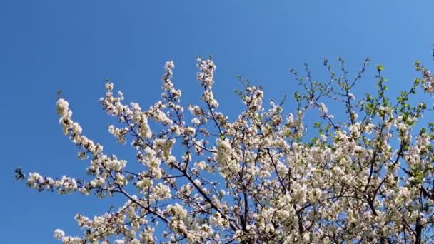 Beautiful Flowers Branches Spring Apple Tree Blue Sky — Stock Video