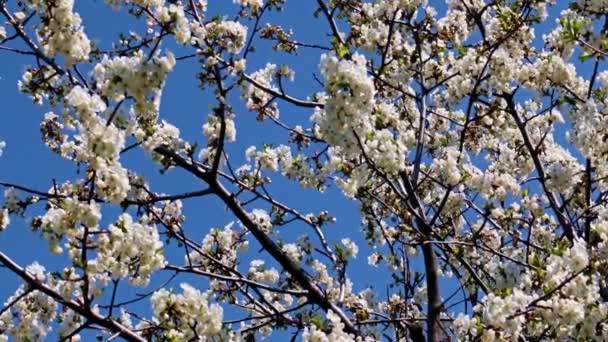 Schöne Blumen Auf Den Zweigen Eines Frühlingsapfelbaums Gegen Den Blauen — Stockvideo
