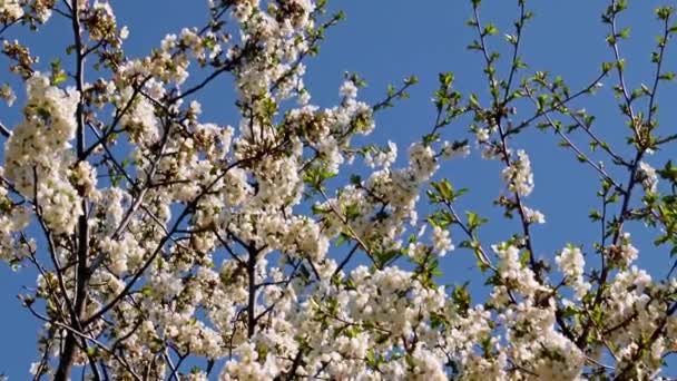 Belles Fleurs Sur Les Branches Pommier Printanier Contre Ciel Bleu — Video