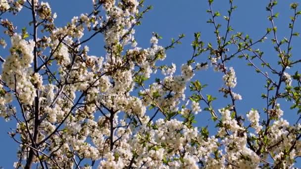 Belles Fleurs Sur Les Branches Pommier Printanier Contre Ciel Bleu — Video