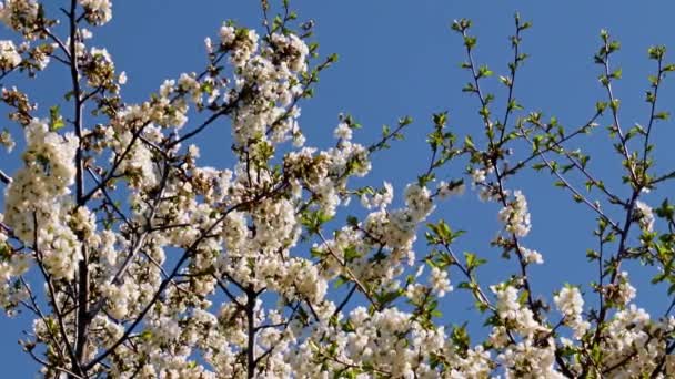 Hermosas Flores Las Ramas Manzano Primaveral Contra Cielo Azul — Vídeo de stock