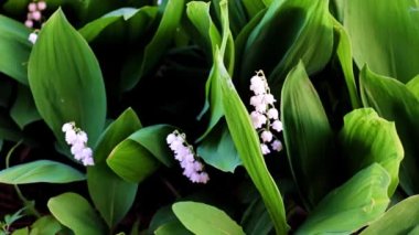 Vadideki nilüferlerin güzel çiçekleri