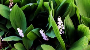 Vadideki nilüferlerin güzel çiçekleri