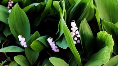 Vadideki nilüferlerin güzel çiçekleri