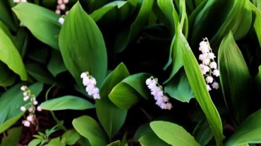 Vadideki nilüferlerin güzel çiçekleri