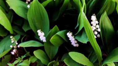 Vadideki nilüferlerin güzel çiçekleri