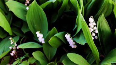 Vadideki nilüferlerin güzel çiçekleri