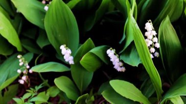 Vadideki nilüferlerin güzel çiçekleri