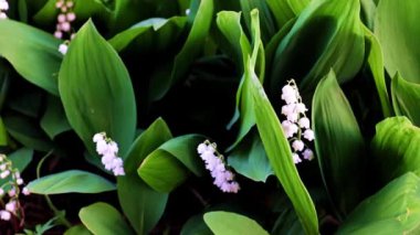 Vadideki nilüferlerin güzel çiçekleri