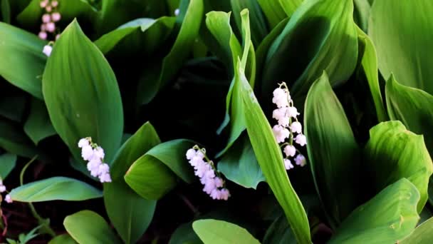 Schöne Blumen Der Wilden Feldlilie Des Tales — Stockvideo