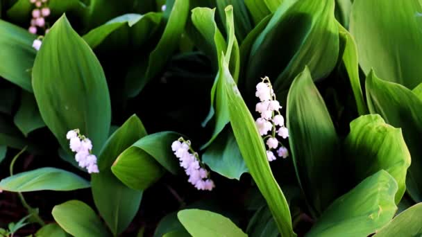 Красиві Квіти Дикого Поля Лілія Долини — стокове відео