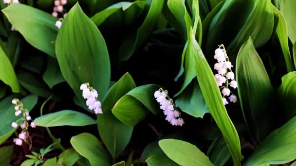 Vadideki Nilüferlerin Güzel Çiçekleri — Stok video