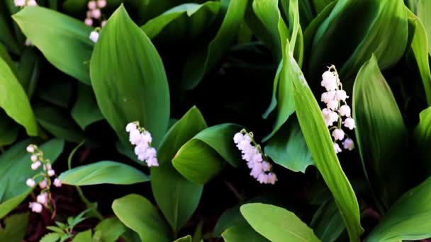 Vadideki Nilüferlerin Güzel Çiçekleri — Stok video
