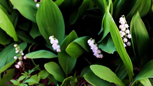 Piękne Kwiaty Dzikiej Lilii Polnej Doliny — Wideo stockowe