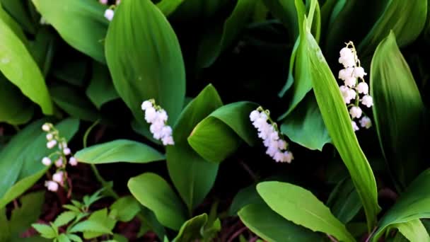 Hermosas Flores Lirio Campo Salvaje Del Valle — Vídeos de Stock