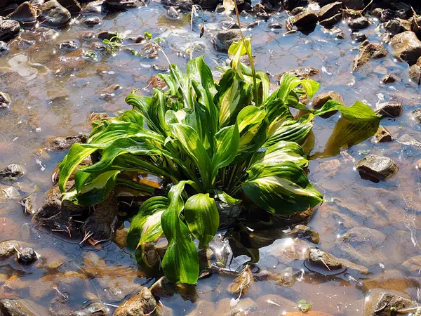 Belle Plante Hosta Jardin Dans Lit Fleurs Rocheux Parc — Photo