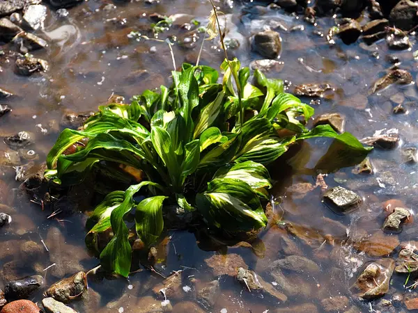 Belle Plante Hosta Jardin Dans Lit Fleurs Rocheux Parc — Photo