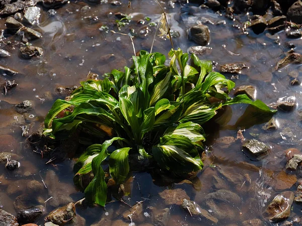 Belle Plante Hosta Jardin Dans Lit Fleurs Rocheux Parc — Photo