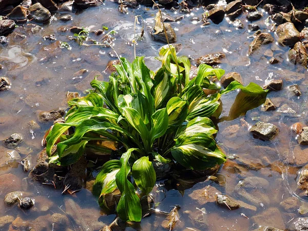 Belle Plante Hosta Jardin Dans Lit Fleurs Rocheux Parc — Photo