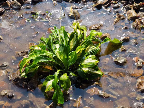 Belle Plante Hosta Jardin Dans Lit Fleurs Rocheux Parc — Photo