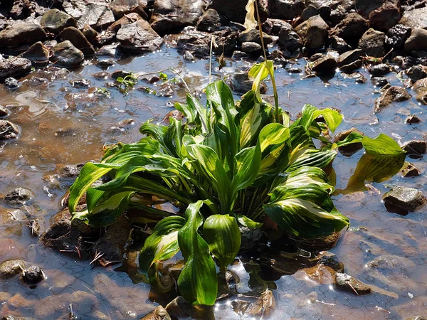 Belle Plante Hosta Jardin Dans Lit Fleurs Rocheux Parc — Photo