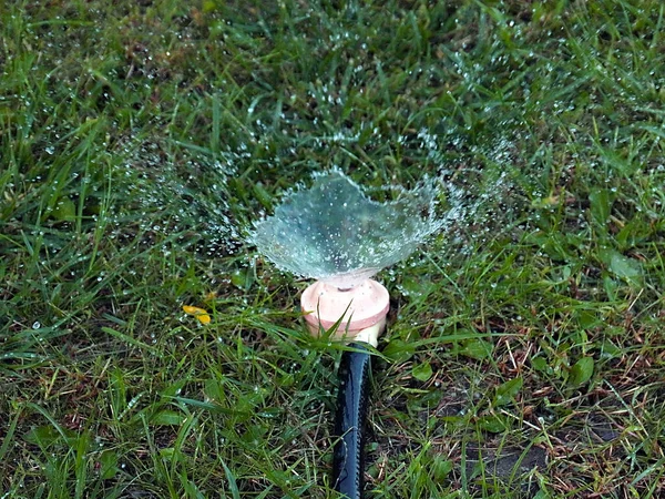 플라스틱 분무기를 사용하여 잔디밭에 — 스톡 사진