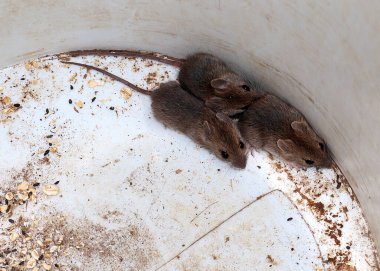 Metal bir kapana kısılmış haşereler.