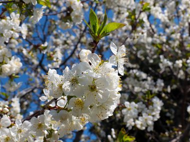 Kiraz ağacı dallarında güzel bahar çiçekleri