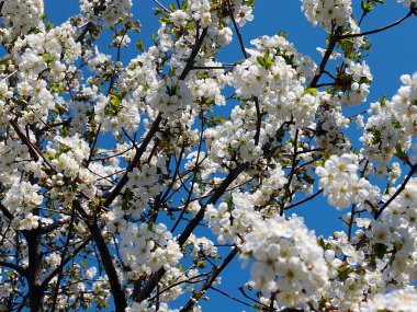 Kiraz ağacı dallarında güzel bahar çiçekleri