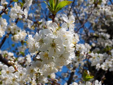 Kiraz ağacı dallarında güzel bahar çiçekleri