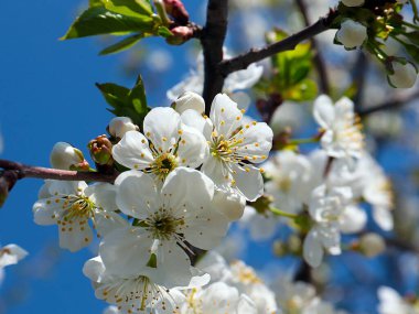 Kiraz ağacı dallarında güzel bahar çiçekleri