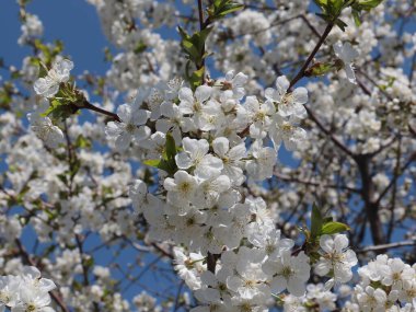 Kiraz ağacı dallarında güzel bahar çiçekleri