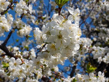 Kiraz ağacı dallarında güzel bahar çiçekleri